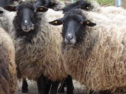 Rough-wooled Pomeranian sheep