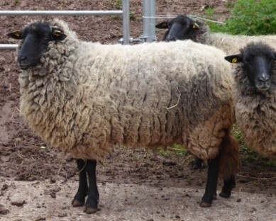 Rough-wooled Pomeranian sheep