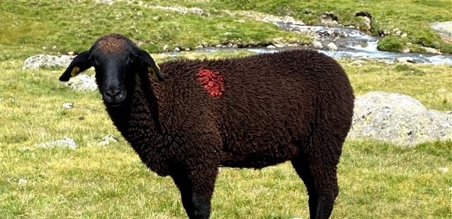 Ein Schwarzes Bergschaf auf einer Wiese