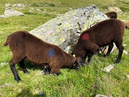 Black Mountain Sheep