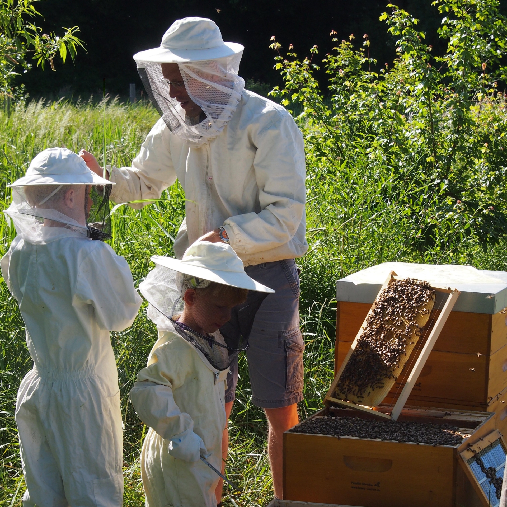 Bienenstock