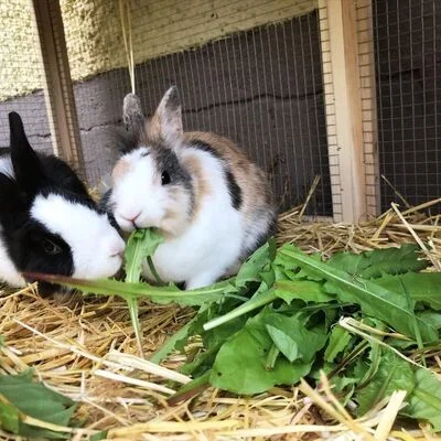 Hase