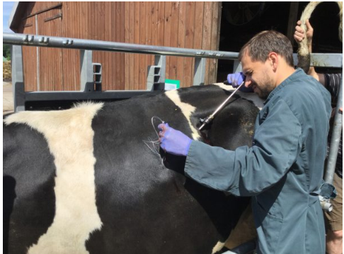 Tierärztliche Gemeinschaftspraxis Vetplan GbR Behandlung