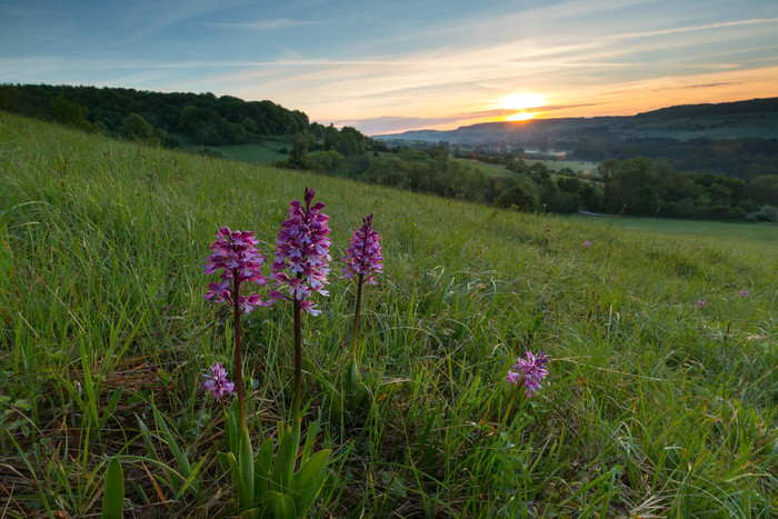 Orchideenwiese bei Gersheim