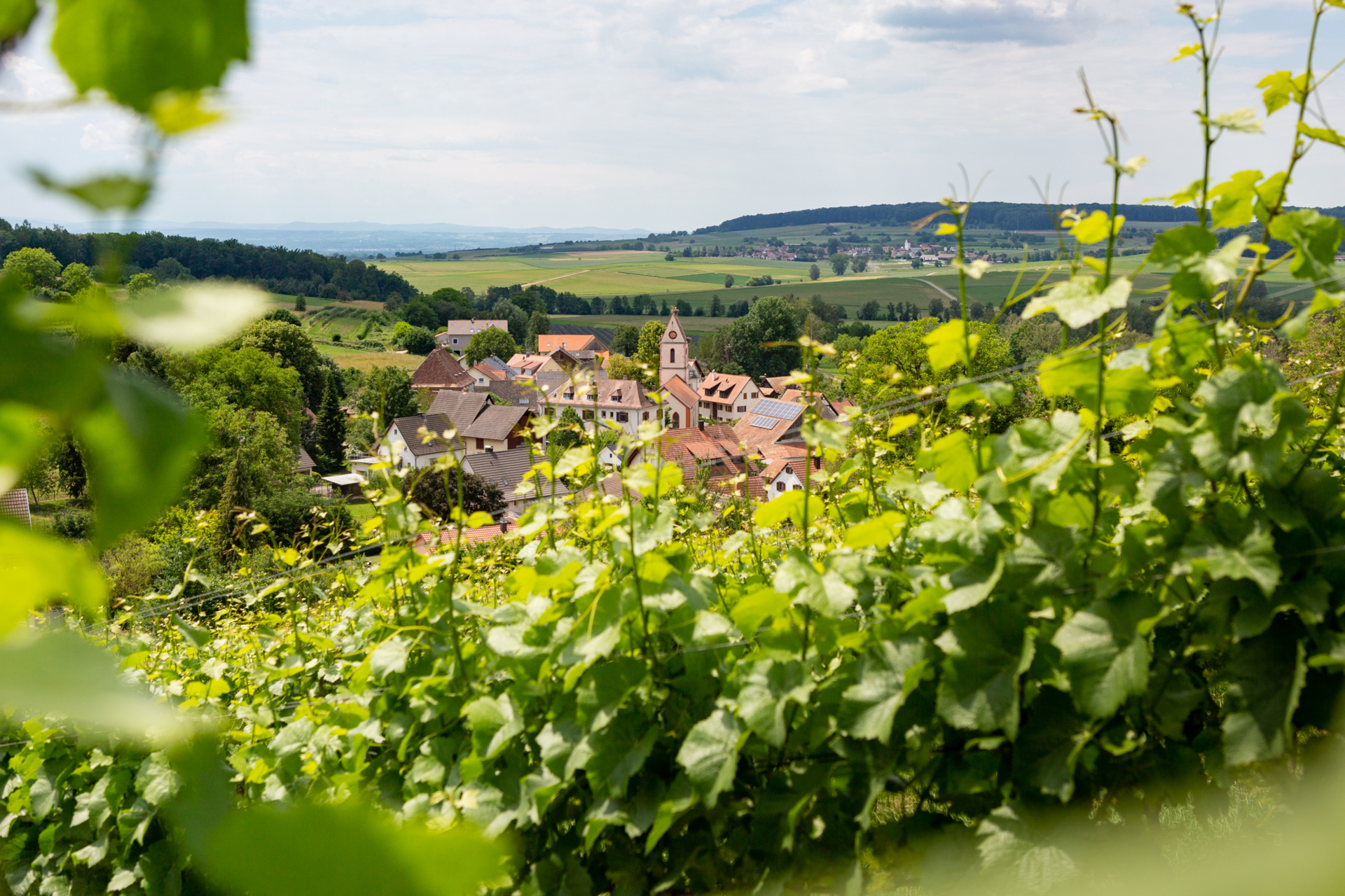 Holzen Reben und Dorfblick