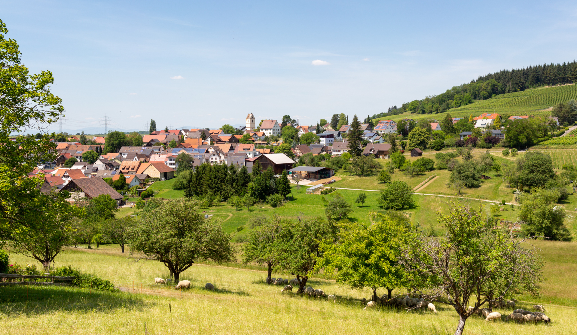 Tannenkirch Dorfansicht