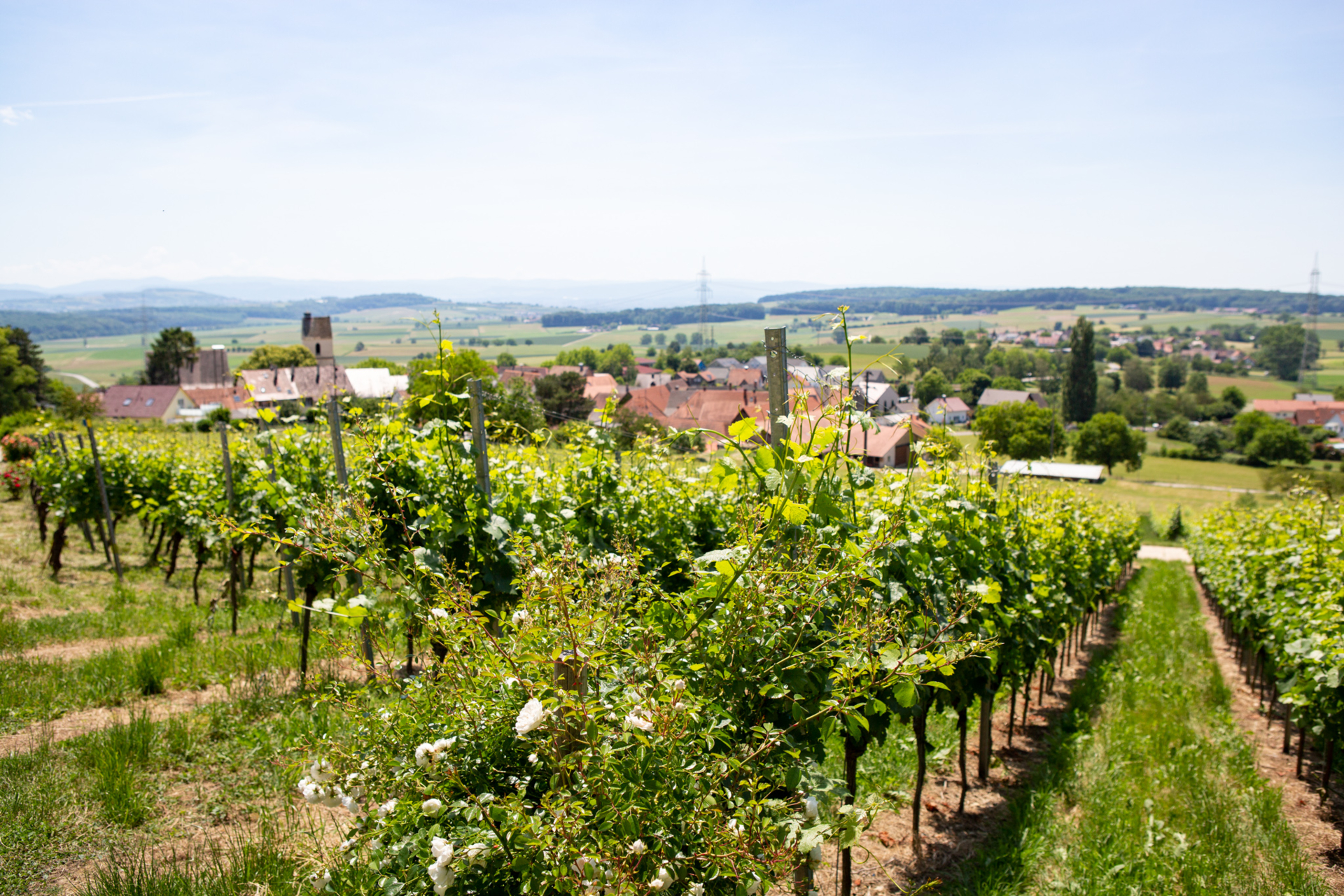 Tannenkirch Reben