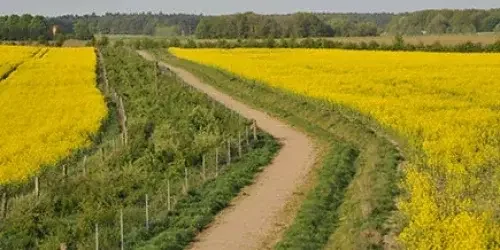 Feld