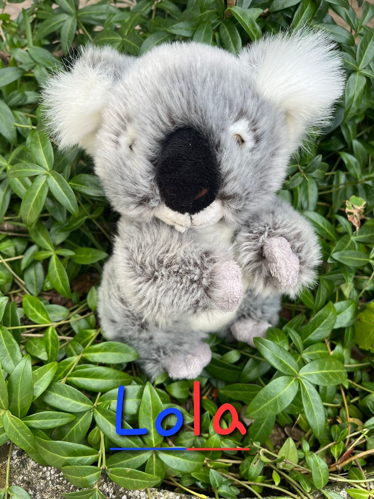 Lola