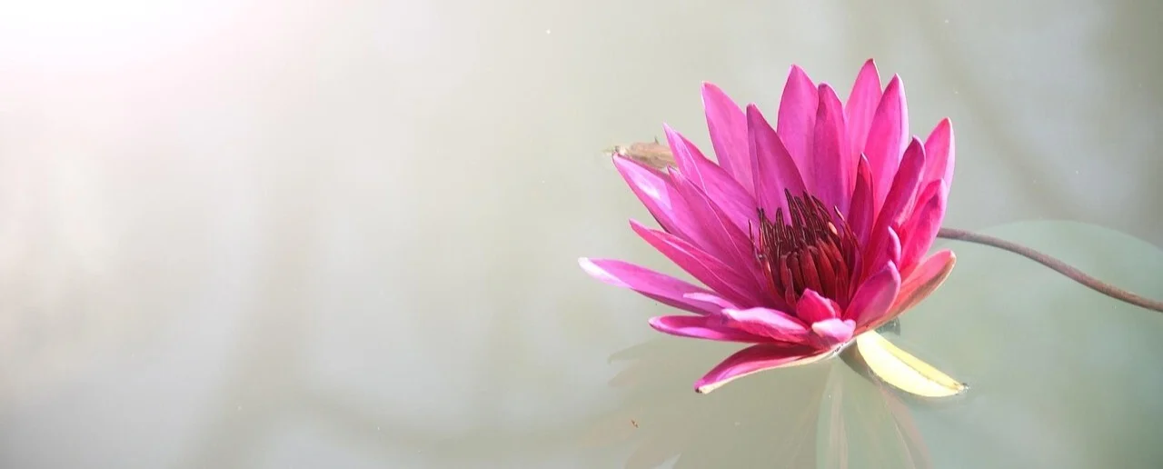 lotus-1839558_1280