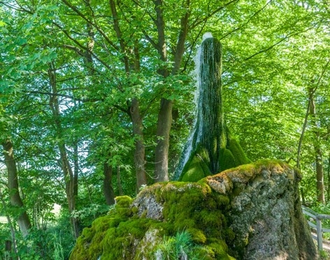 Wasserbaum Neu