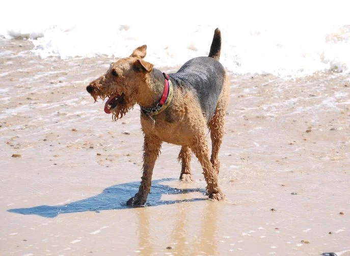Hund am Strand
