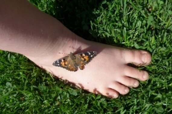 Schmetterling auf dem Fuß