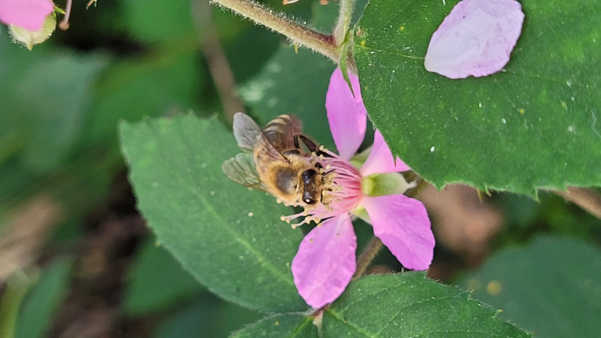 Blüte mit Honigbiene©SonjaMüller