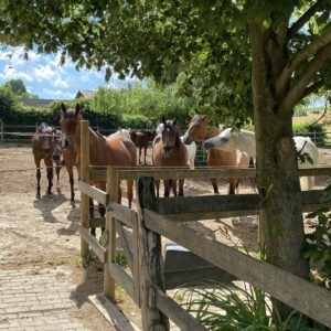 Coaching im Sallenbusch