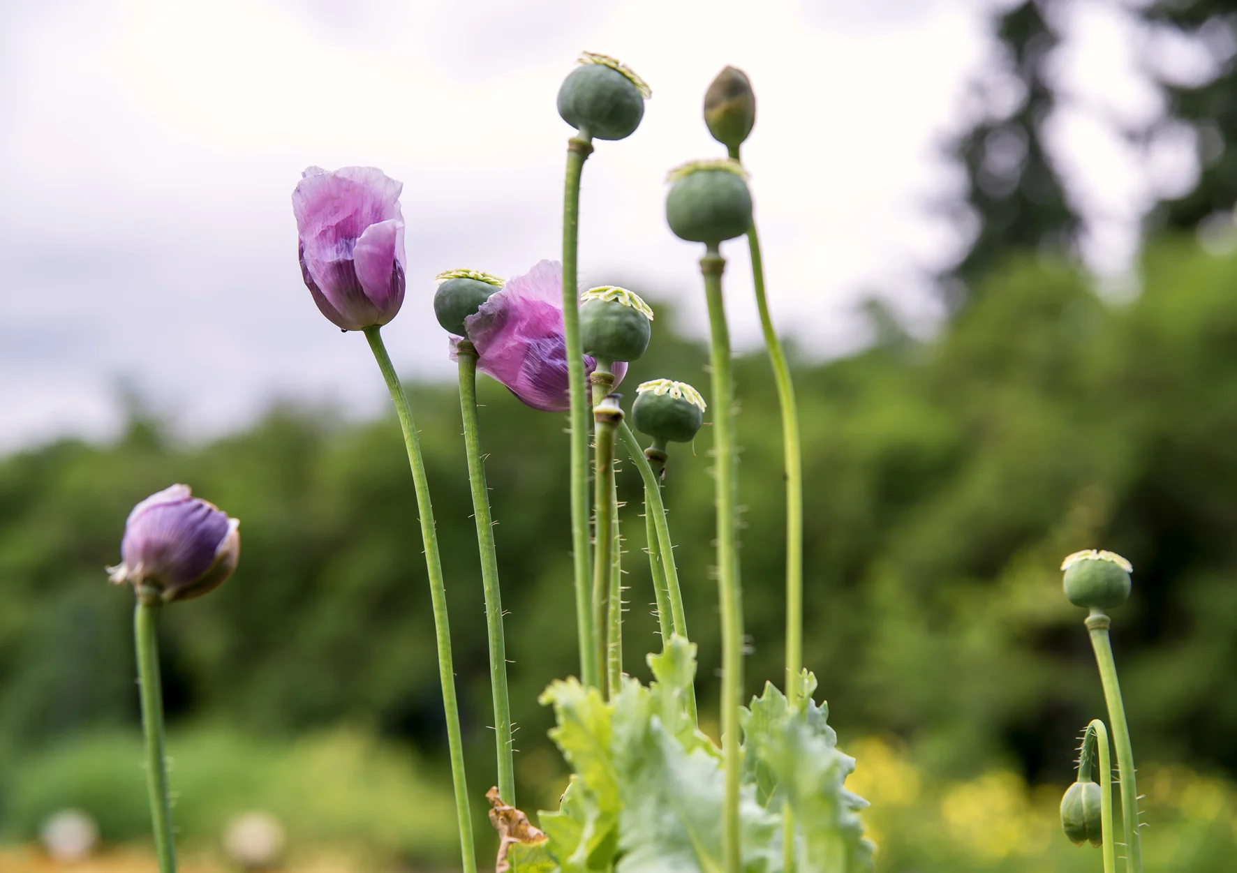 Schlafmohn Foto: Ute Christina Bauer BLDAM