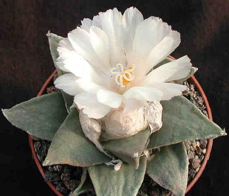 Ariocarpus retusus