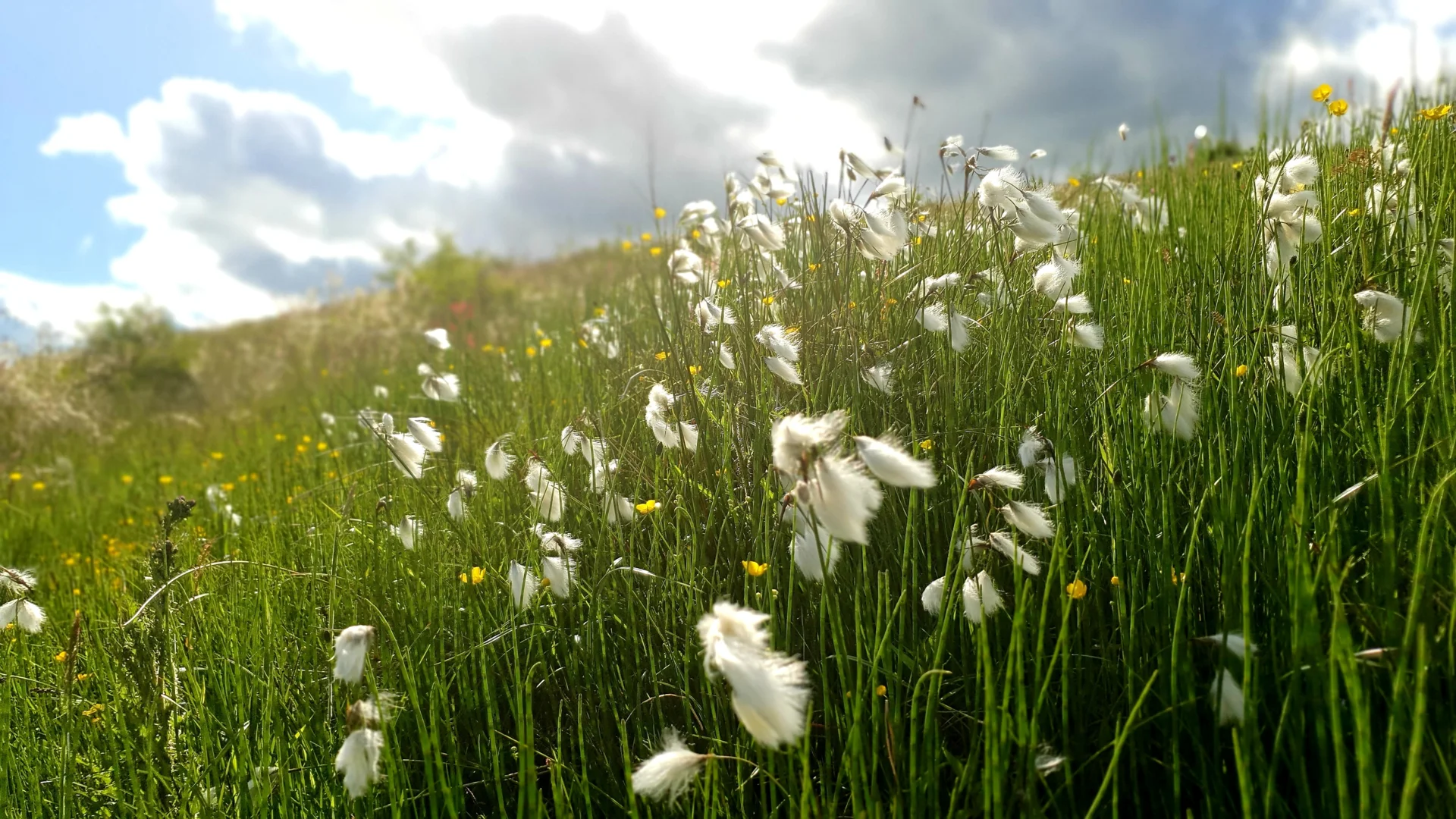 Nahaufnahme einer Wiese mit weißen Blumen