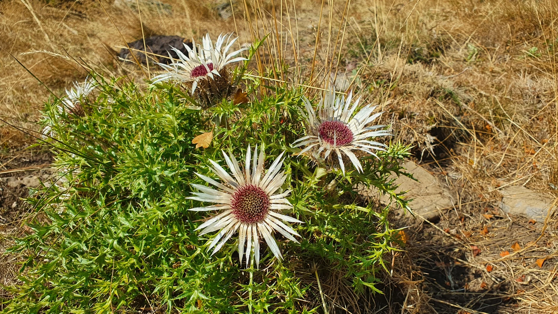 Nahaufmahme von Blumen