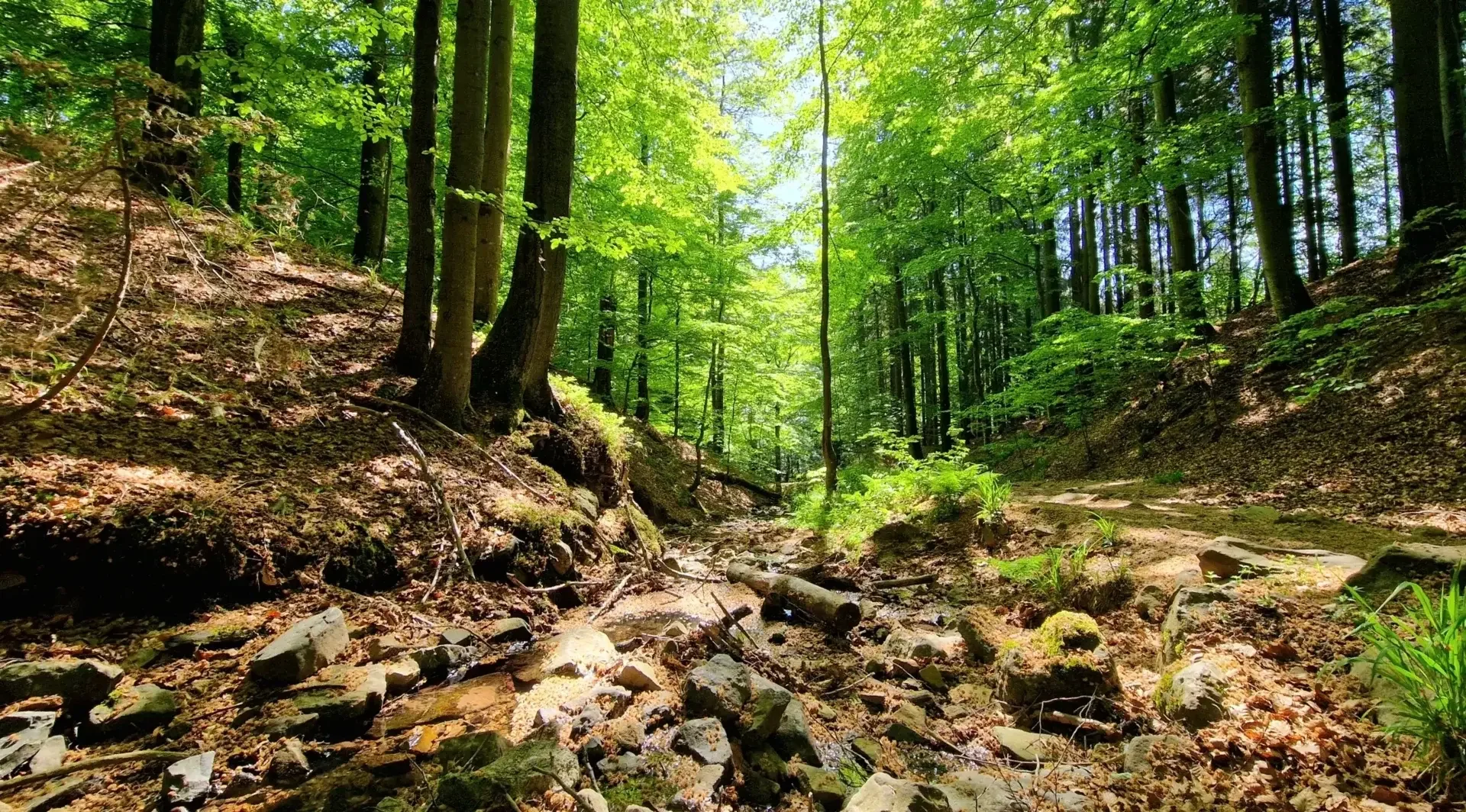 grüner Laubwald im Sonnenlicht