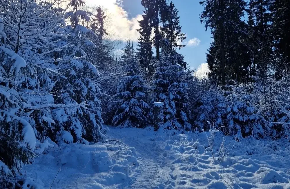 Wald im Winter