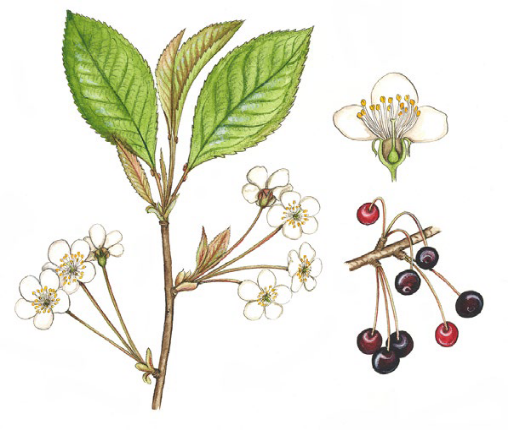Vogelkirsche (Prunus avium)
