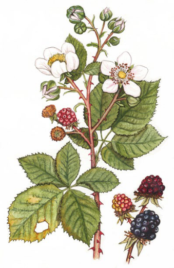 Brombeere