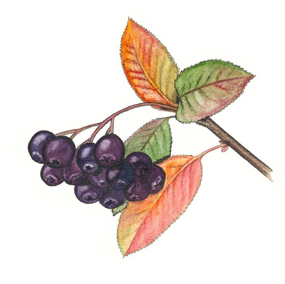 Aronia