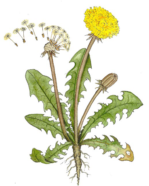 L&ouml;wenzahn (Taraxacum officinale)