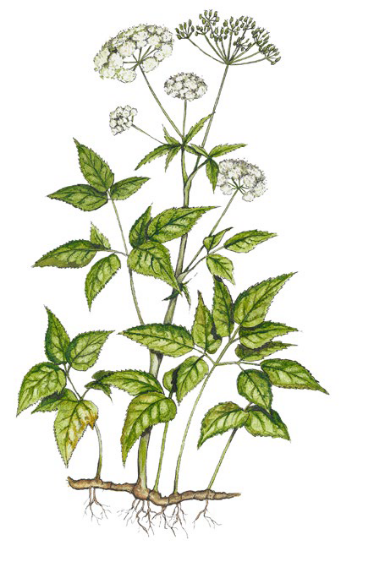 Giersch (Aegopodium podagraria)