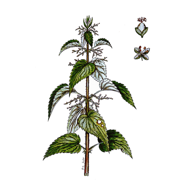 Brennessel (Urtica dioica)