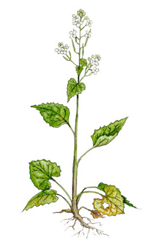 Knoblauchsrauke (Alliaria petiolata)