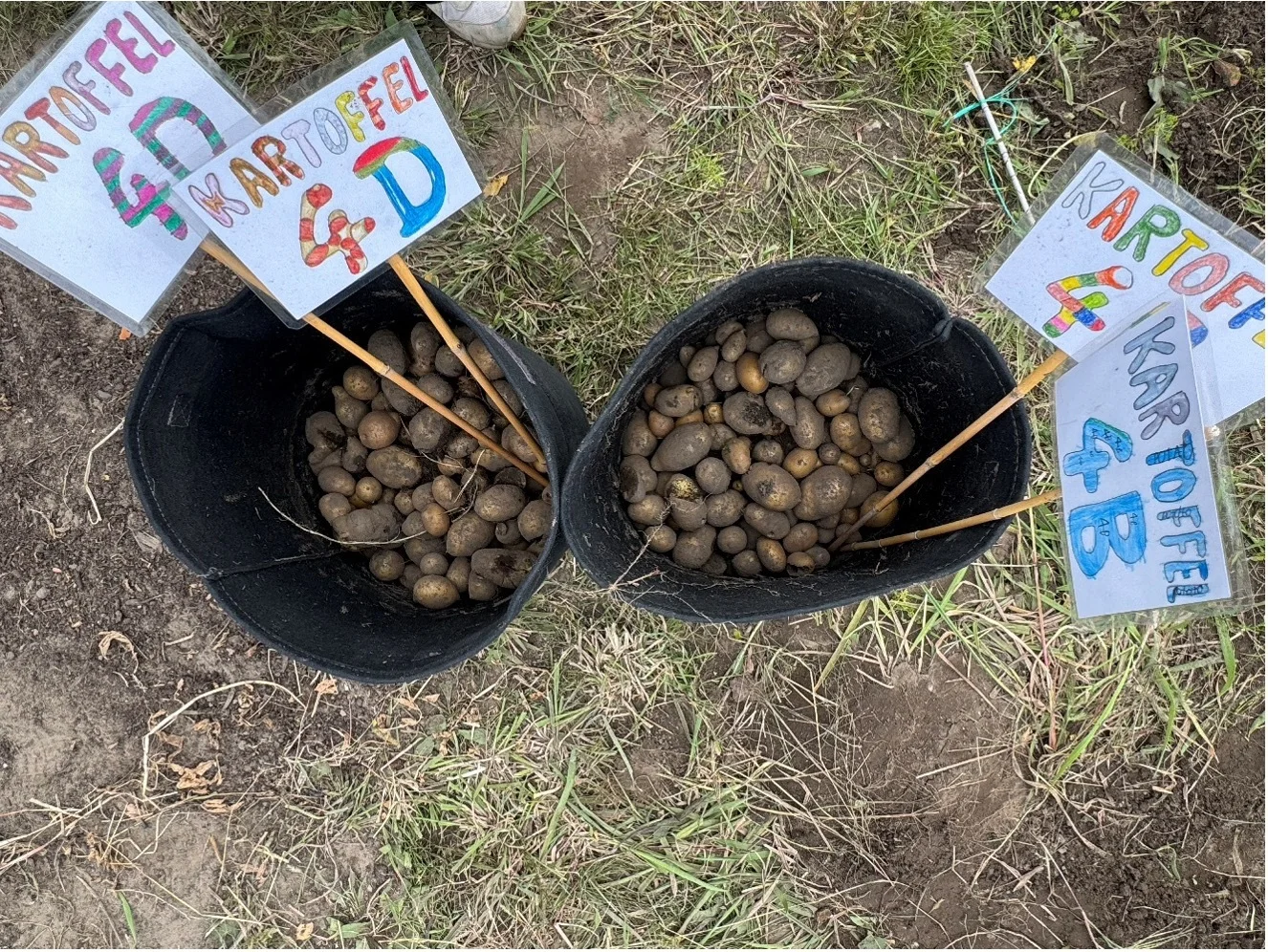 Kartoffelernte im Schulgarten