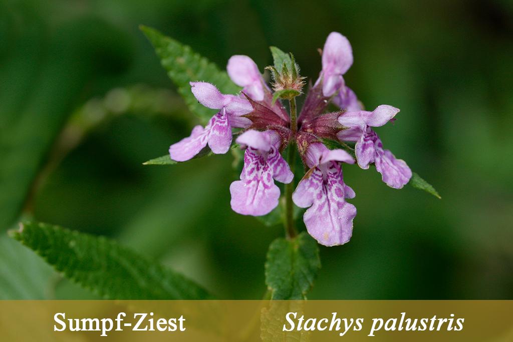 Stachys-palustris