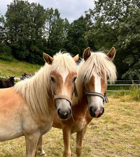 Haflinger