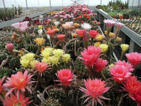 Bauernkakteen, Echinopsis Hybriden