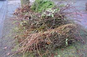 Baum- und Strauchschnitt Baum- und Strauchschnitt