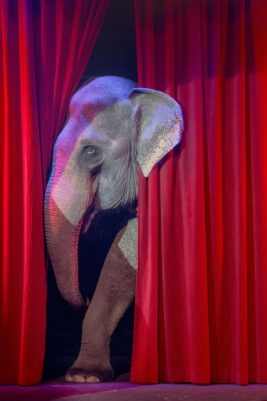 circus