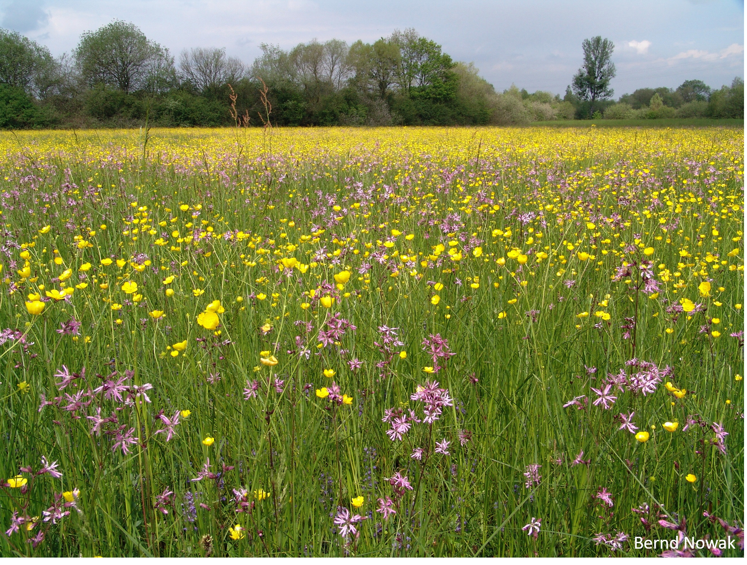 Blumen