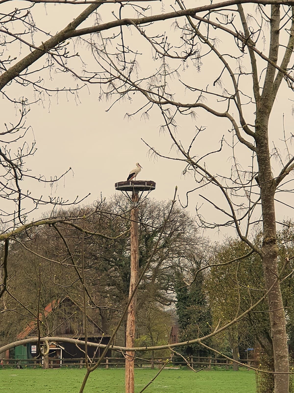 Bild Storch Brundorf Ba.