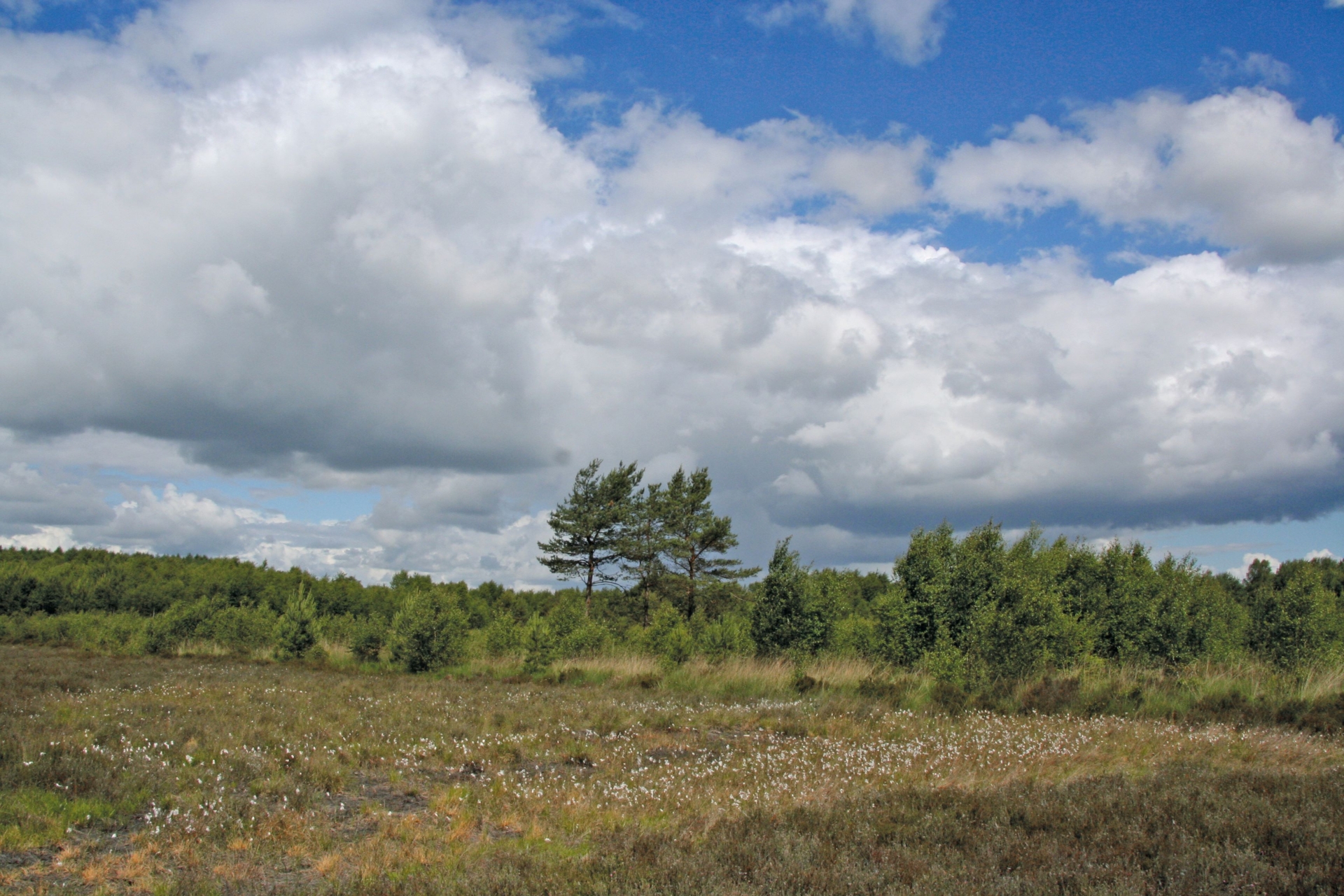 Heide bei Brundorf_Jäger
