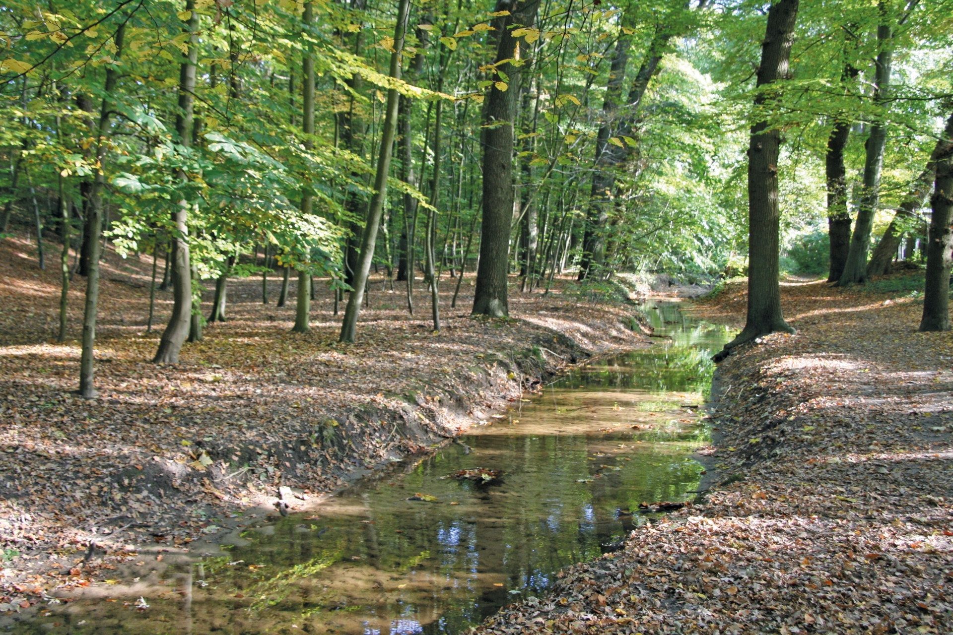 Wald_Beeke_Jäger