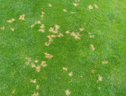 dollarspot