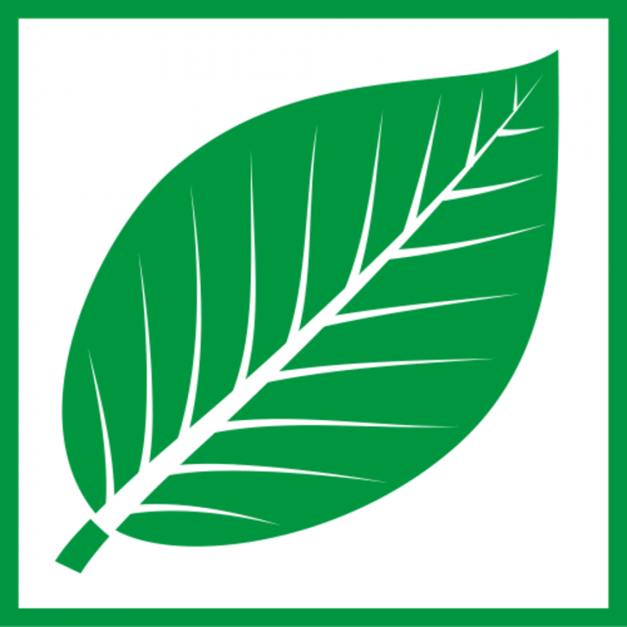 grünes Buchenblatt