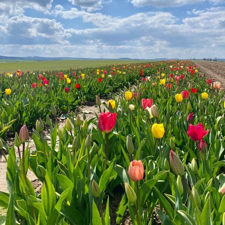 Tulpenfeld