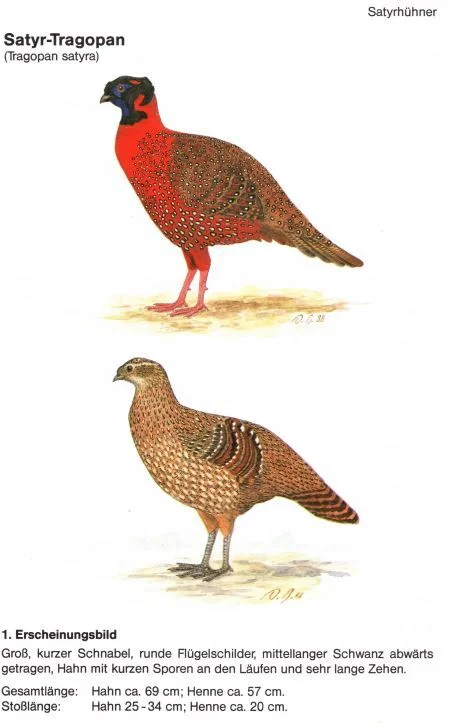 Satyr Tragopan