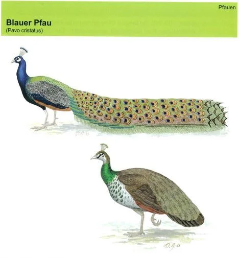 Blauer Pfau