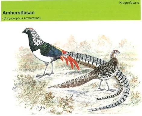Amherstfasan