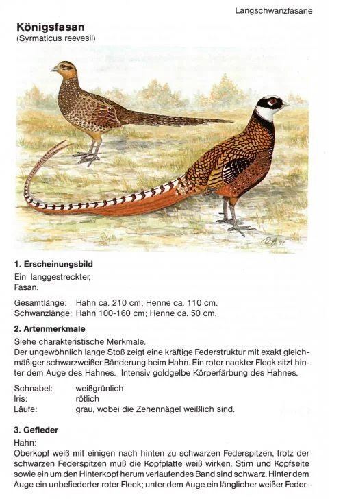 Königsfasan