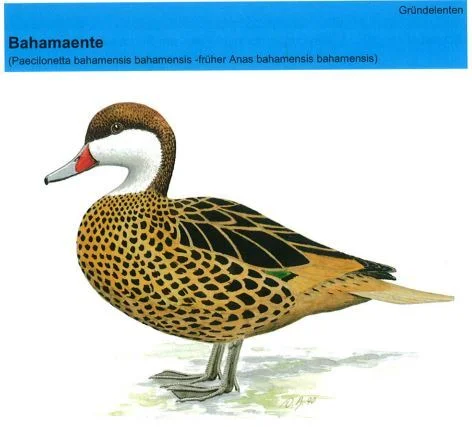 Bahamaenten